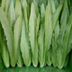 壽禾 油麥菜種子耐熱生菜農家四季蔬菜種孑播秋冬季菜種子小青菜菜籽 甜脆香油麥菜種子500g原裝