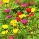 太陽(yáng)花種子大花馬齒莧彩包裝 太陽(yáng)花混色100粒