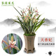 劉閣蘭花蘭花苗 大金邊藝 天香妃 現(xiàn)帶花苞室內(nèi)室外綠植蘭草花卉盆栽 6苗連體裸根帶3花苞