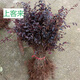 上客來(lái)小葉黃楊皺皮瓜子黃楊樹(shù)苗盆景苗大葉黃楊庭院綠化苗四季常青樹(shù)苗 紅花繼木30到50高10顆