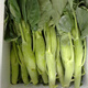 壽禾 大芯香菇芥蘭種子雞腿芥藍紫芥蘭蔬菜壽光農(nóng)家秋冬季播種菜種籽 雞腿芥蘭種子500g裝