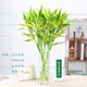 鑫干和富貴竹水培植物金邊竹轉(zhuǎn)運(yùn)竹室內(nèi)花卉盆栽水養(yǎng)四季 金邊竹80cm*10支 不含盆
