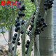 嘉寶果苗 （帶葉帶土發(fā)貨） 葡萄樹苗 臺(tái)灣樹葡萄苗 嘉寶果樹苗盆栽嘉寶果 果樹苗 樹葡萄苗 加寶果樹 5年苗