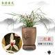 劉閣蘭花蓮瓣蘭紅舌素心銘品 二紅素 冬帶花苞出售蘭草室內(nèi)綠植花卉盆栽 4苗連體裸根