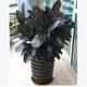 御春閣大型植物辦公室橡皮樹(shù)盆栽花卉觀(guān)葉植物開(kāi)業(yè)客廳綠植四季常青花苗 橡皮樹(shù) 70-100厘米高5棵