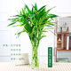 鑫干和富貴竹水培植物金邊竹轉(zhuǎn)運(yùn)竹室內(nèi)花卉盆栽水養(yǎng)四季 金邊竹5+富貴竹5 不含盆