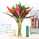 鑫干和富貴竹水培植物金邊竹轉(zhuǎn)運(yùn)竹室內(nèi)花卉盆栽水養(yǎng)四季 紫葉竹5+富貴竹5 不含盆