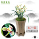 劉閣蘭花梅瓣銘品 紅一品 現帶濃香花苞出售室內花卉蘭花苗蘭草盆栽 5苗連體裸根帶花