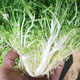 壽禾苦菊種子苦苣生菜農(nóng)家陽臺盆栽四季播蔬菜秋冬季菜籽 小狗芽（細(xì)葉黃心）種子5g