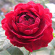 唯友 藤本月季花苗薔薇花苗庭院爬藤花卉盆栽植物 海格瑞