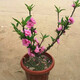 春沭 壽星桃苗重瓣桃花壽心桃盆栽盆景桃樹(shù)苗樹(shù) 帶花苞耐寒植物 5年盆景苗（紅色花） 不帶盆