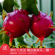 紅心火龍果盆栽火龍果苗火龍果樹(shù)苗地載紅白紫肉有根 大紅5年苗 #20