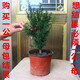 曼地亞紅豆杉 樹苗盆栽盆景綠星名貴樹盆景結(jié)果公母庭院客廳耐寒北方植物健康樹 4年盆景苗(公樹)