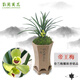 劉閣蘭花蘭花 帝王梅 開品勝宋梅珍品冬帶花苞出售好養(yǎng)濃香花卉盆栽 5苗連體裸根
