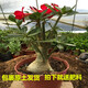 玫瑰情緣重瓣綠植沙漠玫瑰苗觀(guān)葉觀(guān)花植物當年開(kāi)花盆栽花卉 店長(cháng)五年當年開(kāi)花備注顏色 不含盆