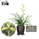 劉閣蘭花帶花苞蕙蘭老八種大集合珍貴銘品室內(nèi)陽臺綠植花卉盆栽 潘綠3苗連體當(dāng)年開花