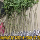 正宗海南黃花梨小葉紫檀金絲楠木沉香樹(shù)苗 地栽名貴樹(shù)苗 黃花梨80-90公分高 帶土帶葉