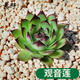意軒多肉植物多肉24款肉肉植物DIY室內盆栽綠植花卉組合辦公室 觀(guān)音蓮/3-4cm 不含盆