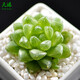 姜芮 玉露多肉植物組合盆栽辦公室內肉肉植物 熊童子 生石花 屁股花 草玉露 3-4cm