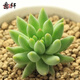 意軒24款迷你仙人球 實(shí)生根 懶人易養(yǎng)護(hù) 仙人掌科多肉盆栽多肉植物 玉珠簾