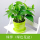 青意萱 室內桌面綠植盆栽植物綠蘿吊蘭新房裝修水培花卉 綠蘿+綠色色螺紋盆