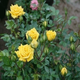 花苗 觀(guān)花陽(yáng)臺四季大花四季開(kāi)花帶花苞 綠植盆栽地栽 室內室外桌面薔薇庭院月季花卉 五彩變色月 微型黃玫瑰