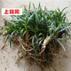 上客來(lái)日本矮麥冬草四季常青耐寒庭院地被植物樹(shù)蔭植物耐踐踏草綠化植物 矮麥冬玉龍草凈草1斤