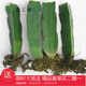 紅心火龍果盆栽火龍果苗火龍果樹(shù)苗地載紅白紫肉有根 6年的備注品種 #20