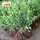 上客來(lái)小葉黃楊皺皮瓜子黃楊樹(shù)苗盆景苗大葉黃楊庭院綠化苗四季常青樹(shù)苗 金邊冬青40到50厘米高5顆
