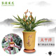 劉閣蘭花蘭花苗 墨蘭罕見(jiàn)金邊線(xiàn)藝  太平洋 冬帶花苞出售蘭草室內綠植花卉 3苗連體裸根