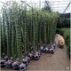 大型室內(nèi)庭院盆景盆栽觀葉植物 佛肚竹羅漢竹青竹紫竹 觀賞竹子苗 10-12公分粗 不含盆