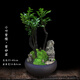 嘆為觀(guān)止盆景紫砂盆發(fā)財樹(shù)金錢(qián)樹(shù)羅漢松袖珍椰子竹柏文竹造型盆栽辦公室內 紫砂盆小葉紫檀 帶盆栽好