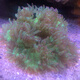 興國海（Singoseafarm）尼羅河活體珊瑚 小丑魚(yú)共生海水魚(yú)缸觀(guān)賞 快遞包活lps珊瑚興國海 尼羅河5-6cm