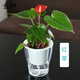 意軒水培植物辦公室綠植盆栽花卉盆景梔子花文竹臥室客廳發(fā)財樹(shù)桌面 紅掌(透明蓄水盆) 帶盆栽好