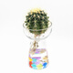 春沭水培金虎仙人球多肉植物盆栽仙人掌套裝 原色金虎仙人球套裝 含盆水培仙人球套裝