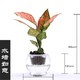 孫凱（SUNKAI）水培 紅掌白掌 粉掌 如意 銀皇后萬(wàn)年青 鐵蘭 園藝桌面盆栽 水培如意