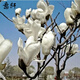 意軒紅玉蘭紫玉蘭白玉蘭黃玉蘭二喬玉蘭樹(shù)苗苗木山玉蘭花苗廣玉蘭苗 白玉蘭5年苗