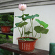 花無(wú)涯（huawuya）小型碗蓮苗根莖帶花根塊水生微型小荷花種藕荷花苗碗蓮根蓮花根 處子落 不含盆