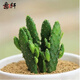 意軒24款迷你仙人球 實生根 懶人易養(yǎng)護 仙人掌科多肉盆栽多肉植物 搖錢樹