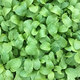 壽禾 20天雞毛菜種子四季小青菜秋冬季蔬菜小白菜油菜上海青陽(yáng)臺菜籽 雞毛菜種子500g裝