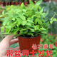 意軒鉆石翡翠吊蘭花苗小盆栽室內花卉觀(guān)葉植物綠翡翠綠植 鉆石翡翠 鉆石翡翠一盆原盆原土發(fā)貨