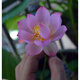 花無(wú)涯（huawuya）小型碗蓮苗根莖帶花根塊水生微型小荷花種藕荷花苗碗蓮根蓮花根 湘妃女 不含盆