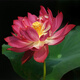花無(wú)涯（huawuya）小型碗蓮苗根莖帶花根塊水生微型小荷花種藕荷花苗碗蓮根蓮花根 紅裙 不含盆