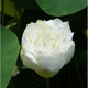花無(wú)涯（huawuya）小型碗蓮苗根莖帶花根塊水生微型小荷花種藕荷花苗碗蓮根蓮花根 如玉 不含盆
