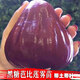君揚黑糖芭比黑金剛蓮霧苗嫁接大葉紅蓮霧苗果樹(shù)苗盆栽地栽庭院種 黑糖芭比蓮霧兩年苗50-60CM高