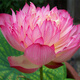 花無(wú)涯（huawuya）小型碗蓮苗根莖帶花根塊水生微型小荷花種藕荷花苗碗蓮根蓮花根 楚女 不含盆