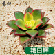 意軒多肉植物多肉24款肉肉植物DIY室內(nèi)盆栽綠植花卉組合辦公室 艷日輝/3-4cm 不含盆