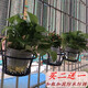 歐式花架陽(yáng)臺鐵藝欄桿花架多層護欄懸掛式陽(yáng)臺單個(gè)花架掛式露臺欄桿裝飾置物架植物多肉綠植盆栽壁掛花盆掛架 單個(gè)黑色（買(mǎi)兩個(gè)送一個(gè)）