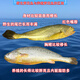 沈志雄東山島澳角村海捕大黃花魚小黃魚蒜瓣肉鮮年貨年夜飯送禮 1條0.9斤-1.1斤