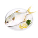 鮮活金鯧魚400-500g/條